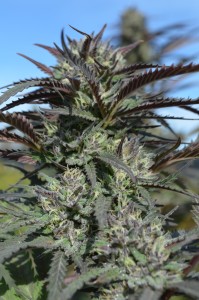 Presidential Kush